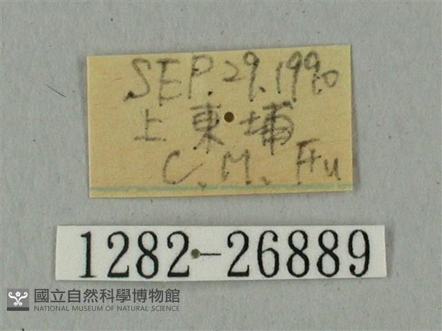 蝦殼天蛾藏品圖，第3張