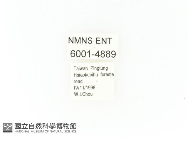 臺灣角金龜藏品圖，第2張