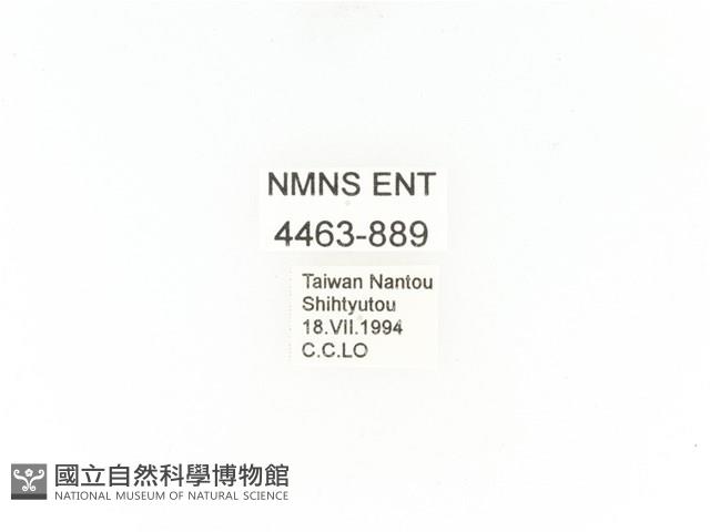 小扇角金龜藏品圖，第2張