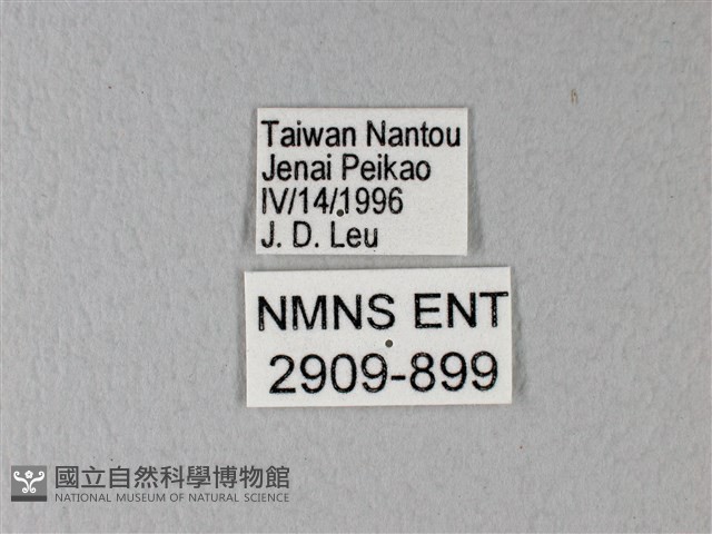異粉蝶、雌白黃蝶藏品圖，第3張
