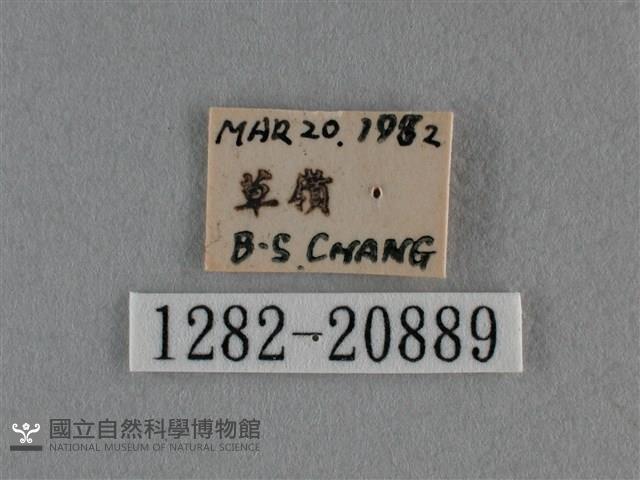 豆波灰蝶藏品圖，第3張