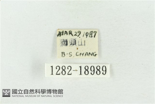 印華波紋蛾藏品圖，第3張