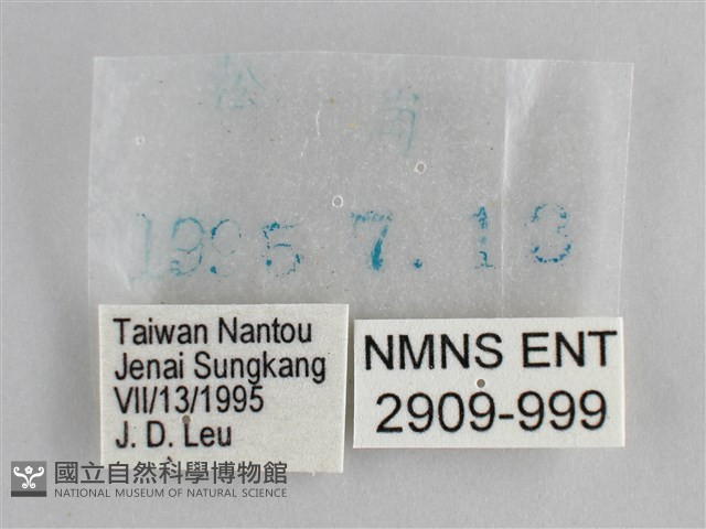 大幽眼蝶藏品圖，第3張