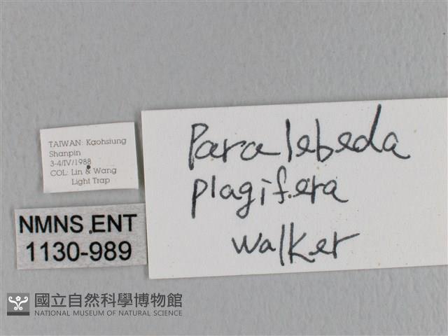 大褐斑枯葉蛾藏品圖，第3張