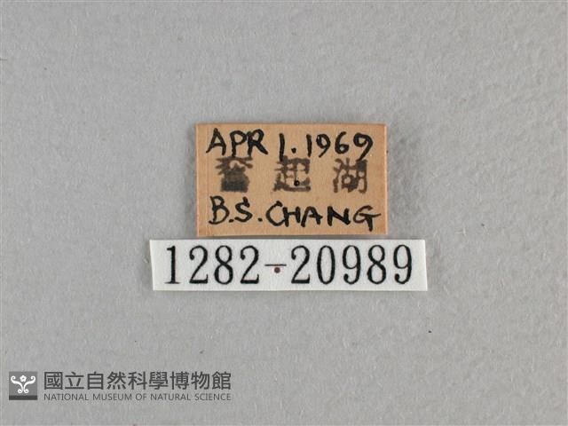 玉帶弄蝶藏品圖，第3張