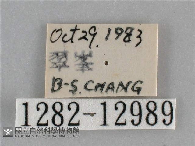 大胡麻斑星尺蛾藏品圖，第3張