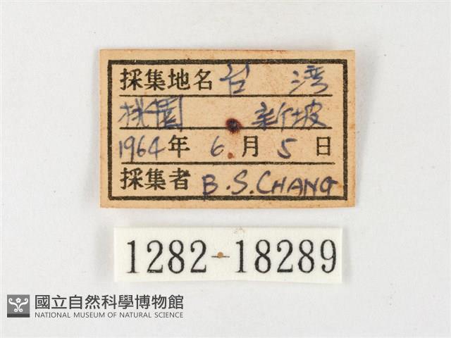 島嶼黃蝶、江崎黃蝶藏品圖，第3張