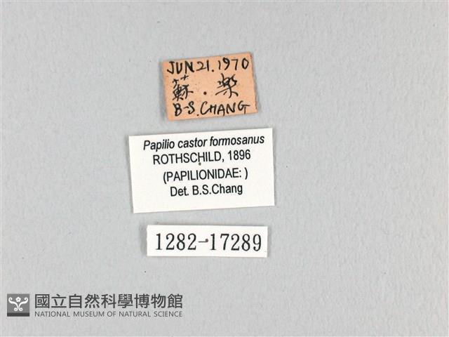 無尾白紋鳳蝶藏品圖，第3張