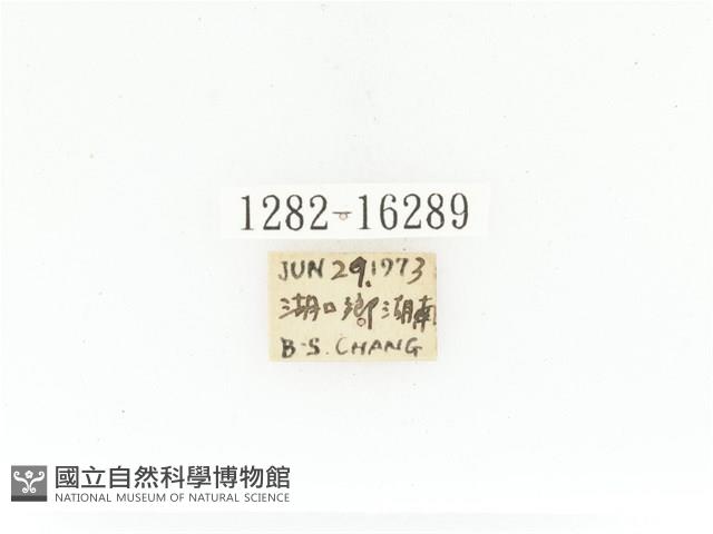 臺灣白條金龜藏品圖，第2張