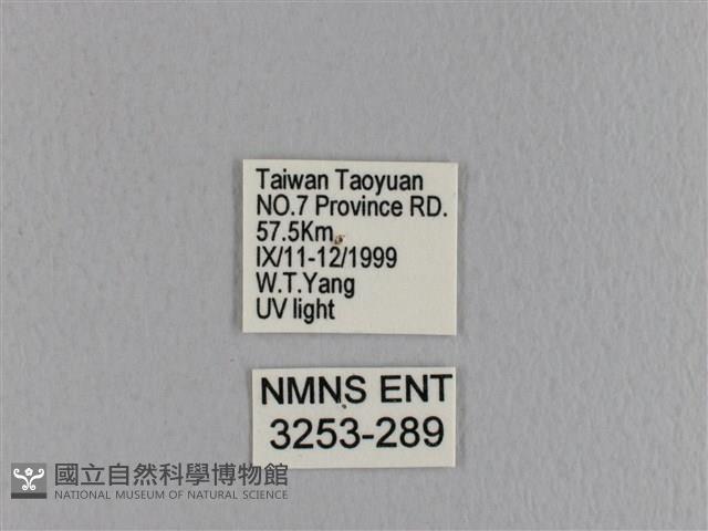 大褐斑枯葉蛾藏品圖，第3張