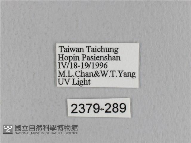 青枯葉蛾藏品圖，第3張