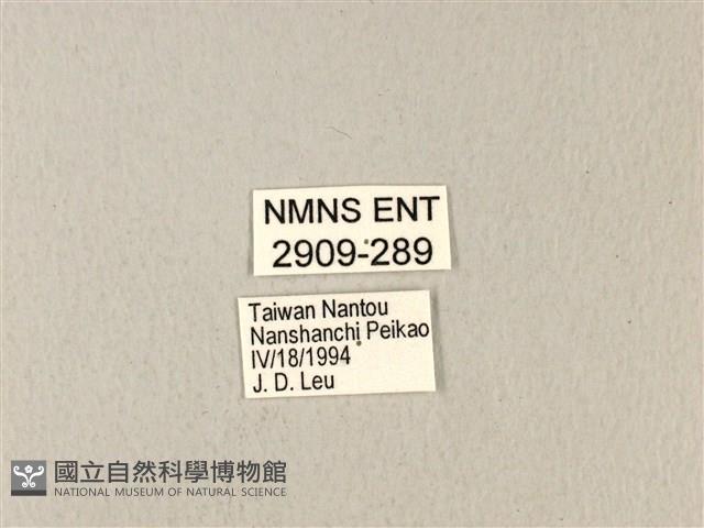黃星斑鳳蝶藏品圖，第3張