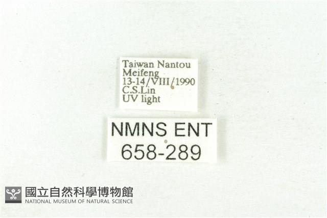 樹形尺蛾藏品圖，第3張