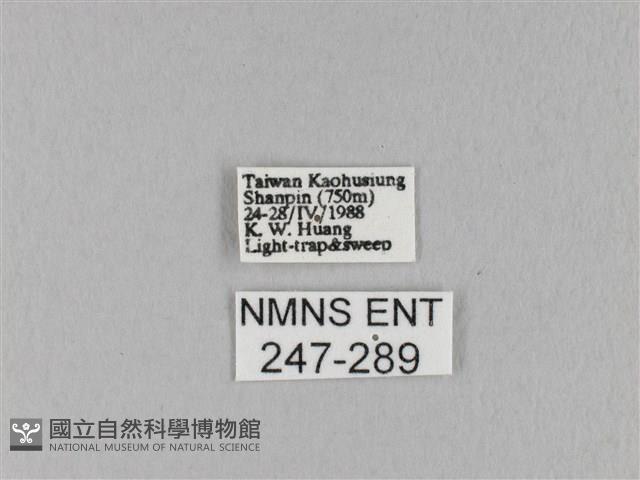 馬尾松枯葉蛾藏品圖，第3張