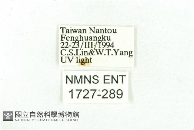 乳白斑燈蛾藏品圖，第3張