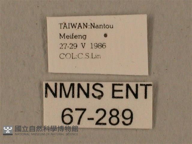 全緣缺角天蛾藏品圖，第3張