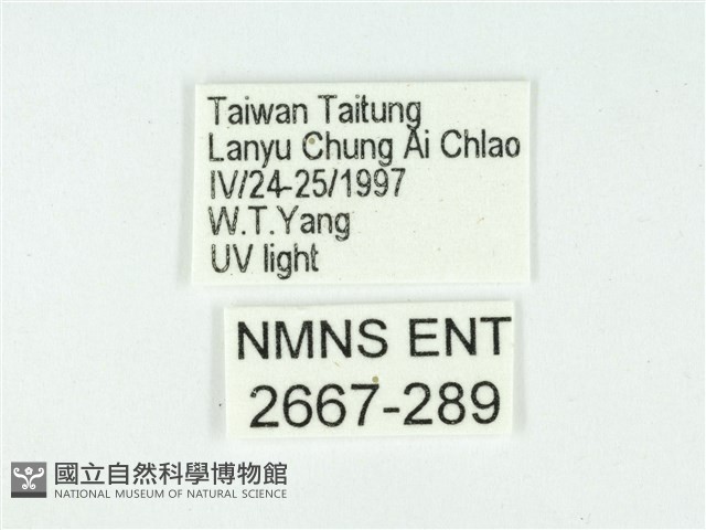 叉紋閃舞蛾藏品圖，第3張