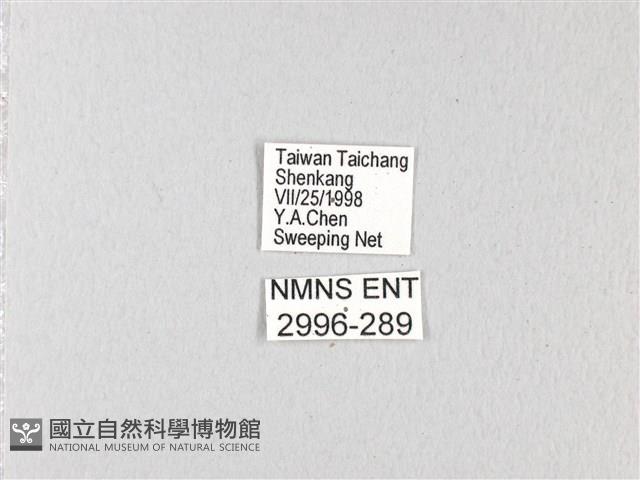 青帶鳳蝶藏品圖，第3張