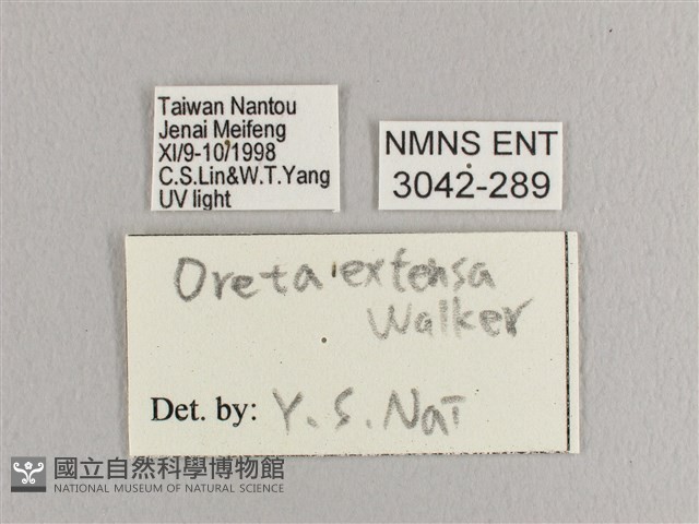 銀端帶鉤蛾藏品圖，第3張