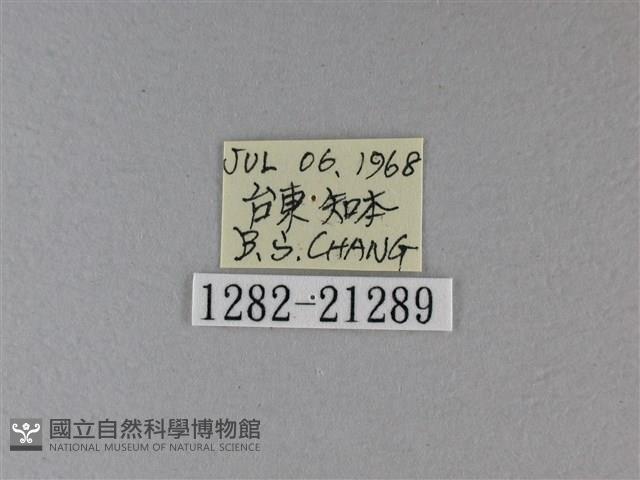 黑星弄蝶藏品圖，第3張