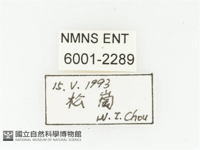 血紅虎斑花金龜藏品圖，第2張