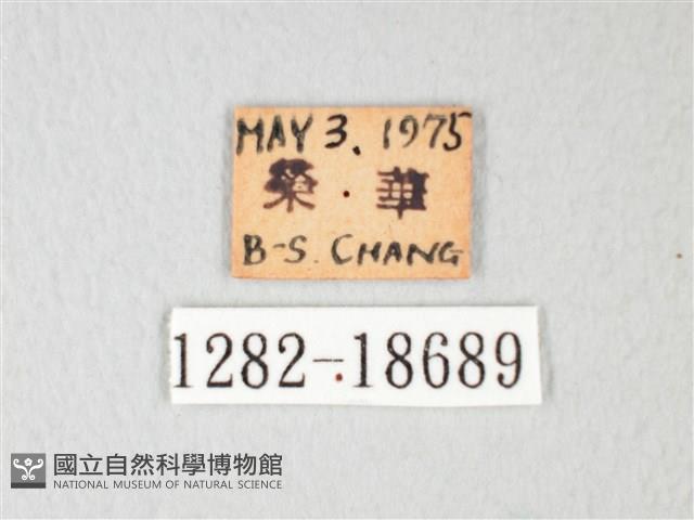 淡青雅波灰蝶藏品圖，第3張
