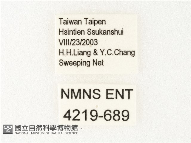旖斑蝶藏品圖，第3張