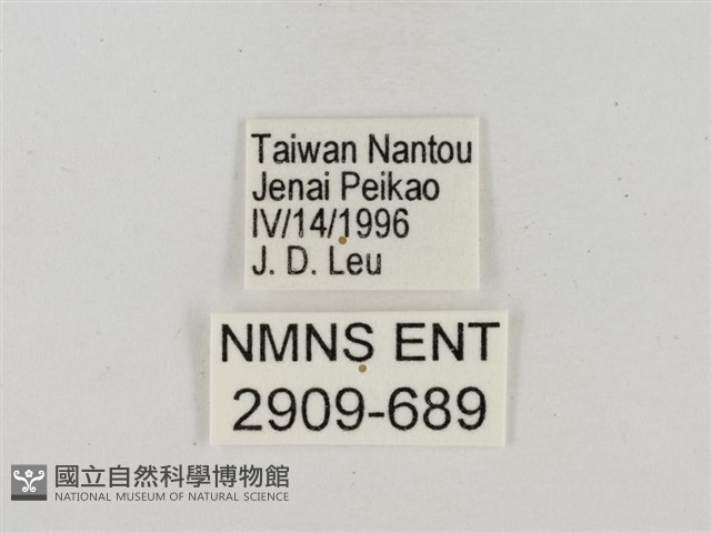 淡褐脈粉蝶藏品圖，第3張