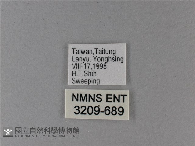 大白斑蝶藏品圖，第3張