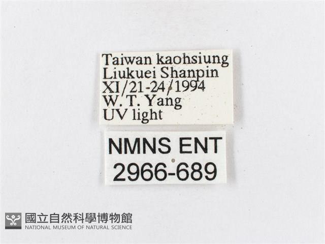 蓬萊茶斑蛾藏品圖，第3張