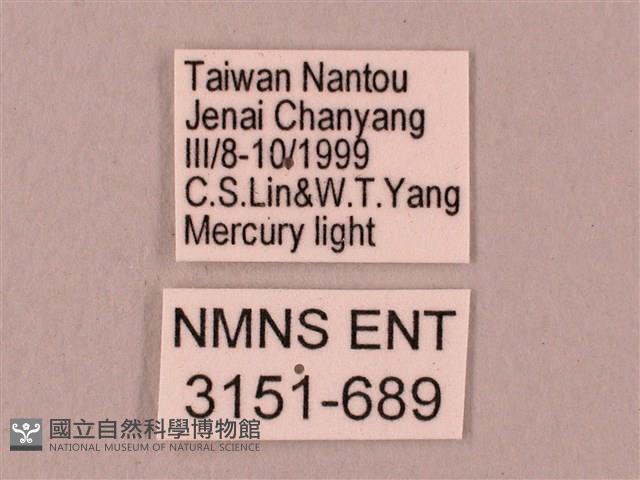 桃紅六點天蛾藏品圖，第3張