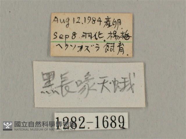 叉帶長喙天蛾藏品圖，第3張