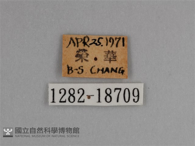 豔粉蝶藏品圖，第3張