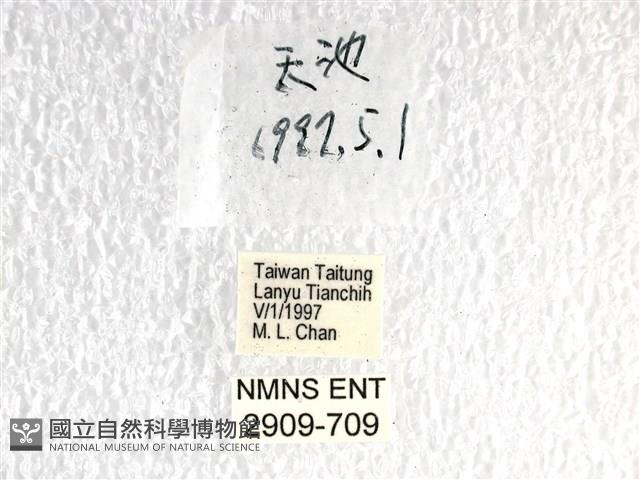 翠鳳蝶蘭嶼亞種藏品圖，第3張