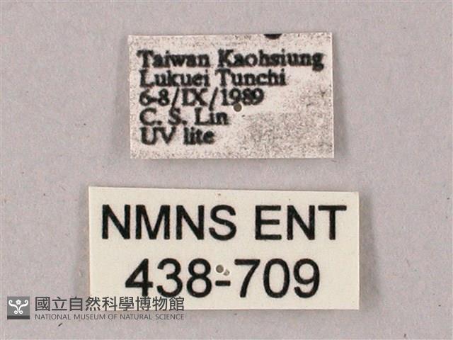 雙斑白肩天蛾藏品圖，第3張