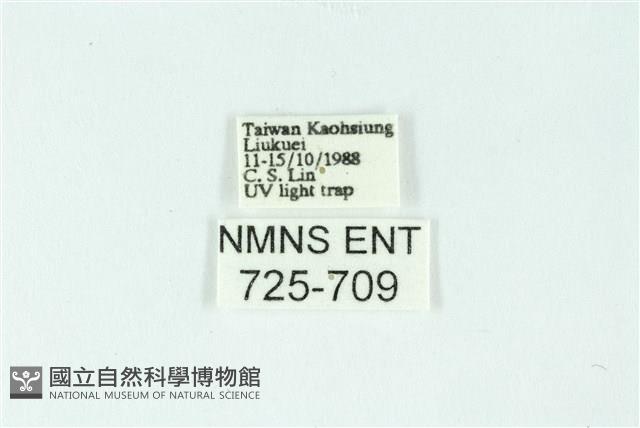 白斑散紋夜蛾藏品圖，第3張