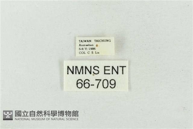 連珠波紋蛾藏品圖，第3張