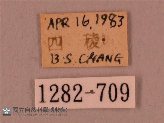 直翅六點天蛾藏品圖，第3張