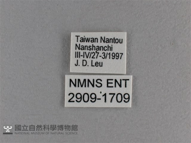 小雙尾蛺蝶藏品圖，第3張