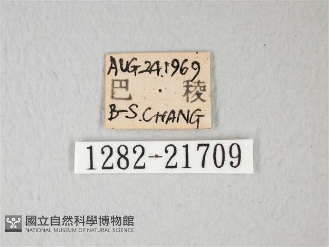 隱錨紋蛾藏品圖，第3張