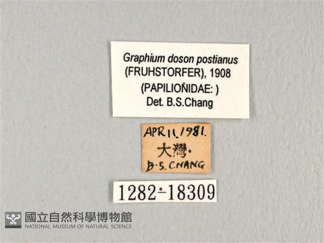 木蘭青鳳蝶藏品圖，第3張