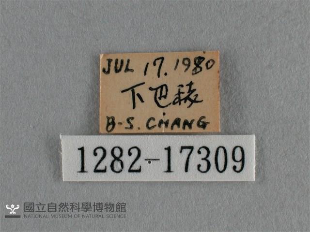 細灰蝶藏品圖，第3張