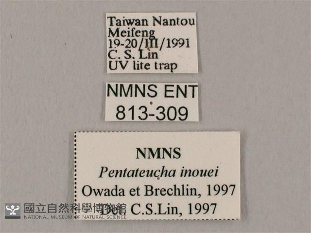 井上氏絨毛天蛾藏品圖，第3張