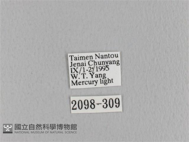 大褐斑枯葉蛾藏品圖，第3張