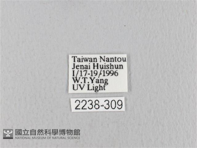 青枯葉蛾藏品圖，第3張