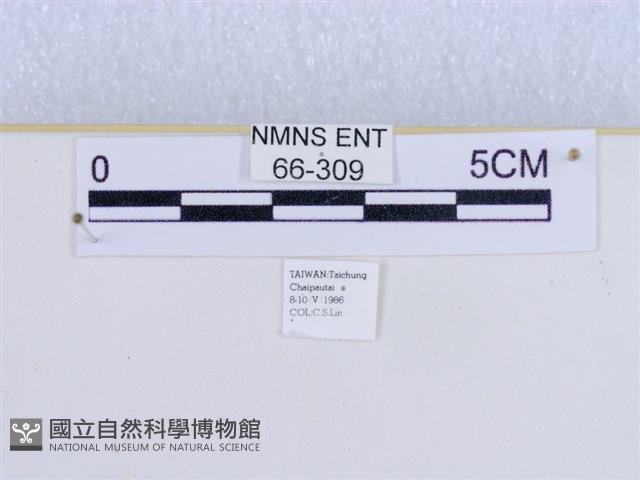 巨網燈蛾藏品圖，第3張