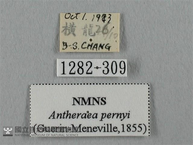姬透目天蠶蛾藏品圖，第3張