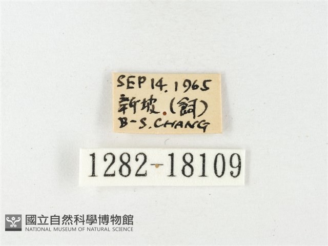 島嶼黃蝶、江崎黃蝶藏品圖，第3張