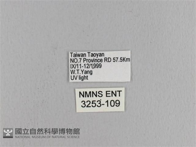 松大毛蟲藏品圖，第3張