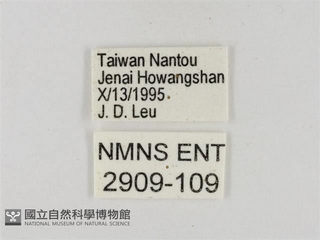 碎紋孔弄蝶藏品圖，第3張